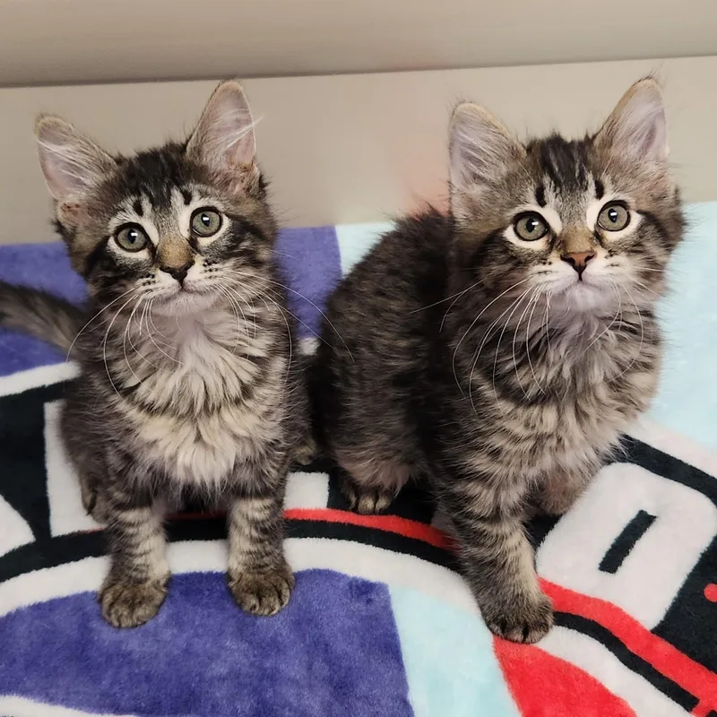 A baby medium-sized male Tabby (Brown / Chocolate) Tabby cat named Kip & Pippa for adoption in Marshfield, WI