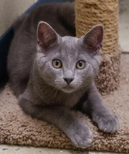 A baby small-sized male Domestic Short Hair cat named Nacho for adoption in Baraboo, WI
