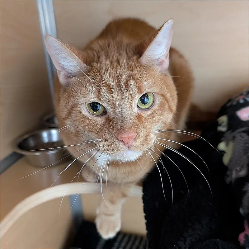 An adult medium-sized male Orange / Red Domestic Short Hair cat named Carmen for adoption in Brookfield, WI