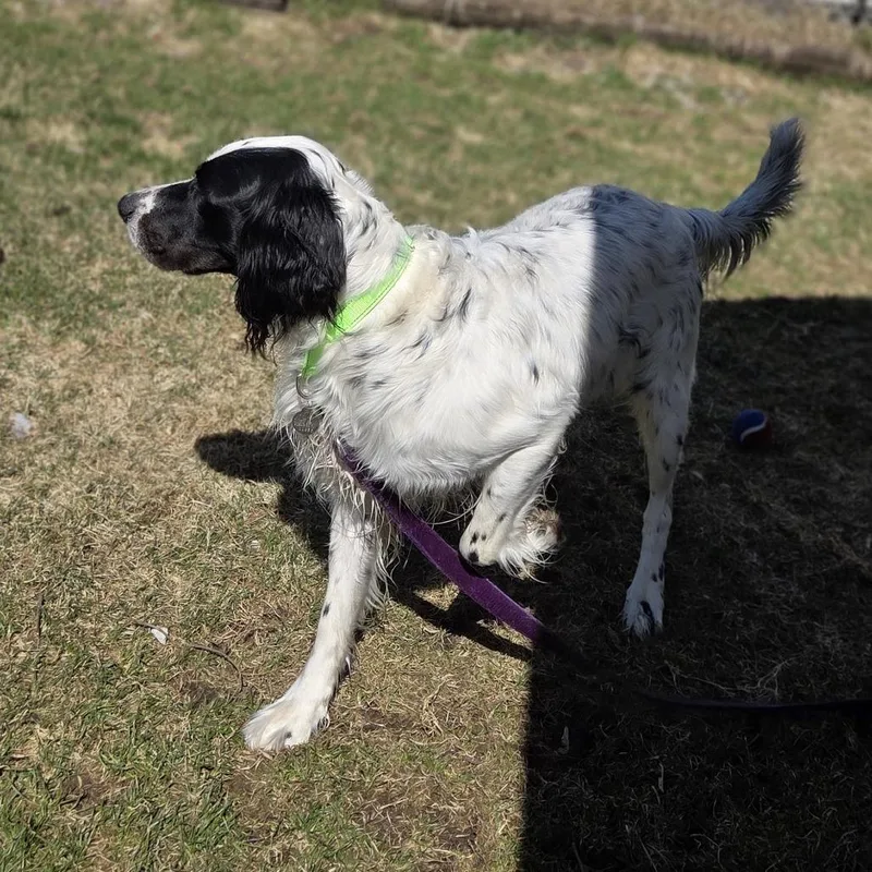 An adult large-sized male White / Cream English Setter dog named Wyatt for adoption in Pittsford, VT