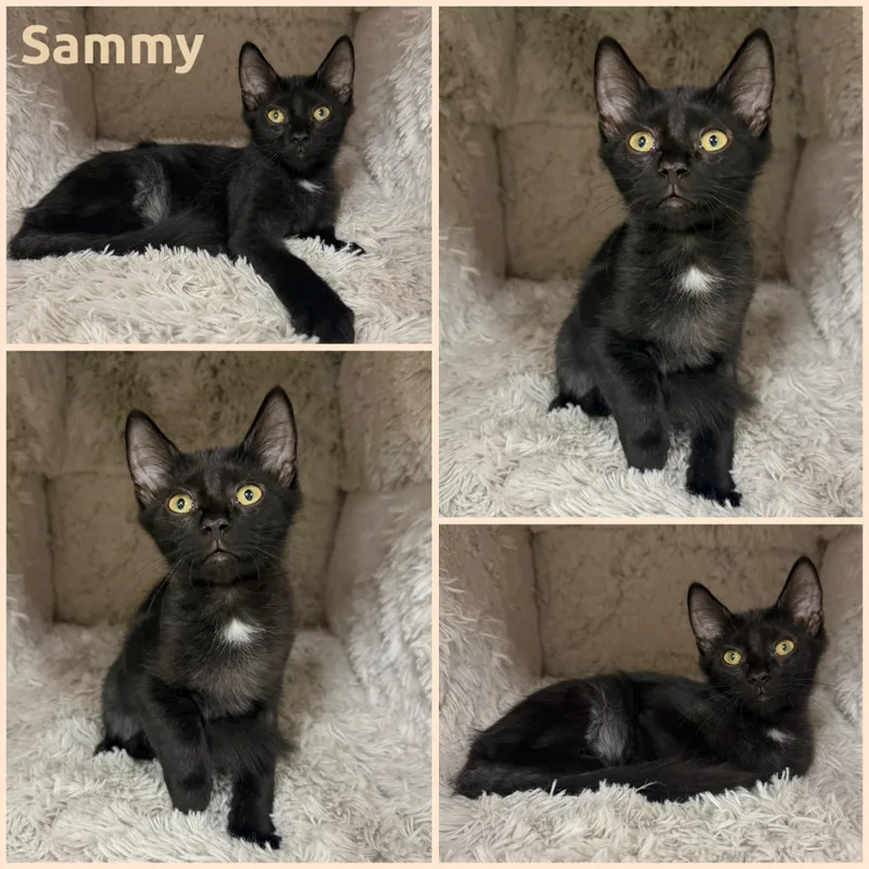 A baby small-sized male Black & White / Tuxedo Domestic Short Hair cat named Sammy for adoption in Louisville, KY
