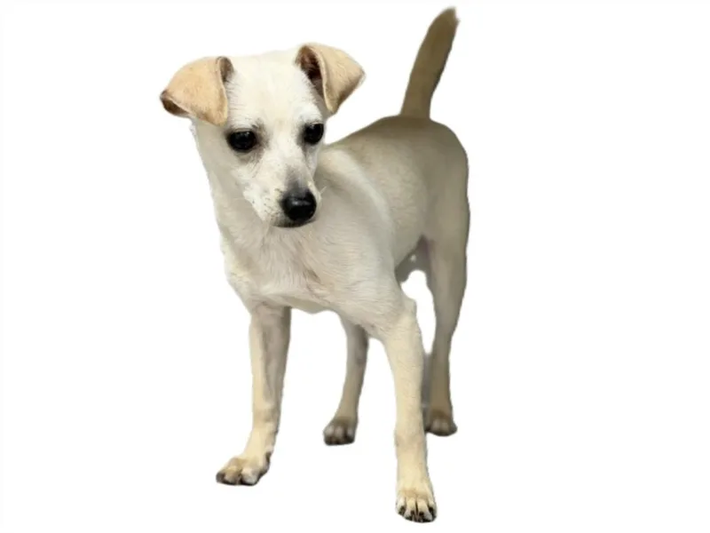 A young small-sized male Chihuahua dog named Benny for adoption in Los Angeles, CA