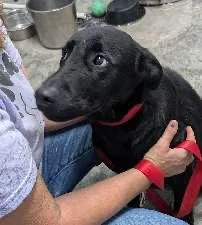 A baby medium-sized male Black Labrador Retriever dog named Ike for adoption in Scottsburg, IN