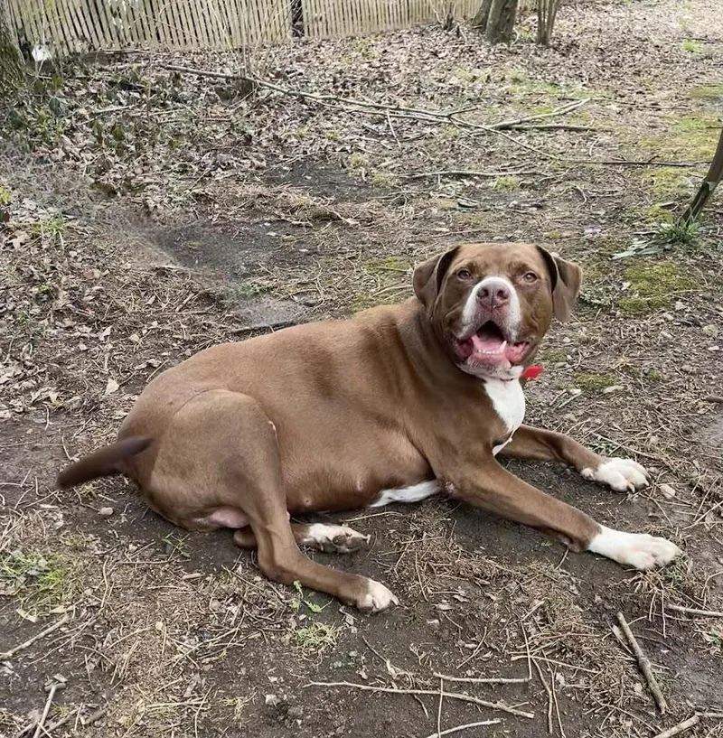 A senior large-sized male Red / Chestnut / Orange Pit Bull Terrier dog named Baby for adoption in Oak Ridge, TN