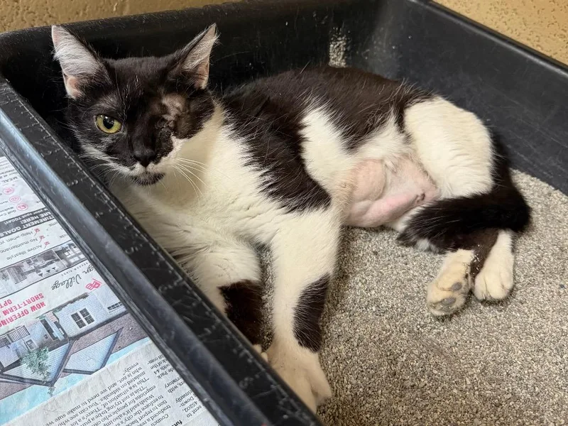 An adult medium-sized female Domestic Short Hair cat named Kimono for adoption in Cincinnati, OH
