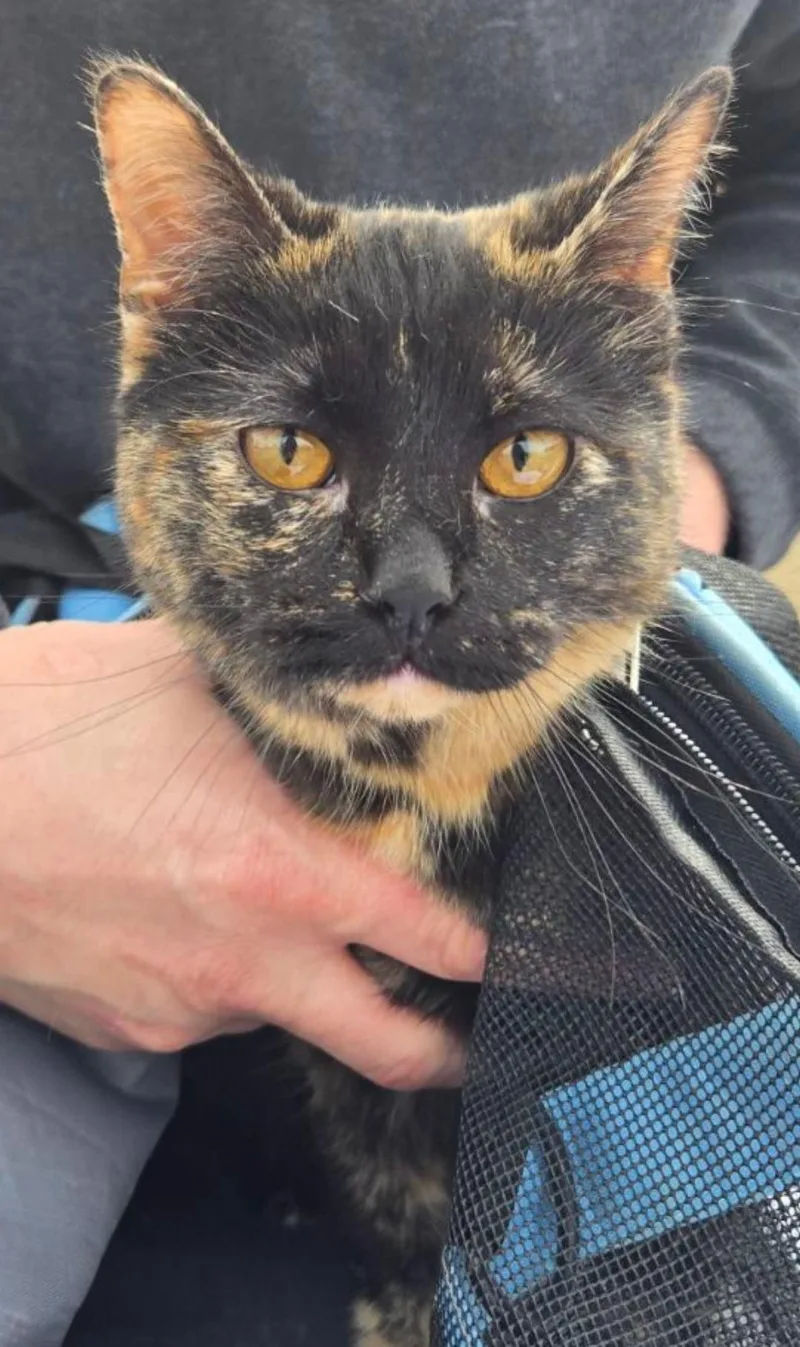 A young medium-sized female Domestic Short Hair cat named Tiana for adoption in merrillville, IN