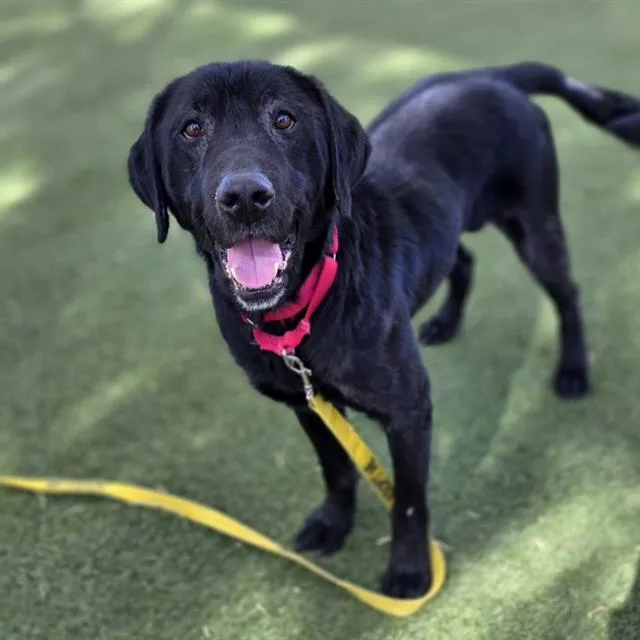 A young large-sized male Labrador Retriever dog named Onyx for adoption in Las Vegas, NV