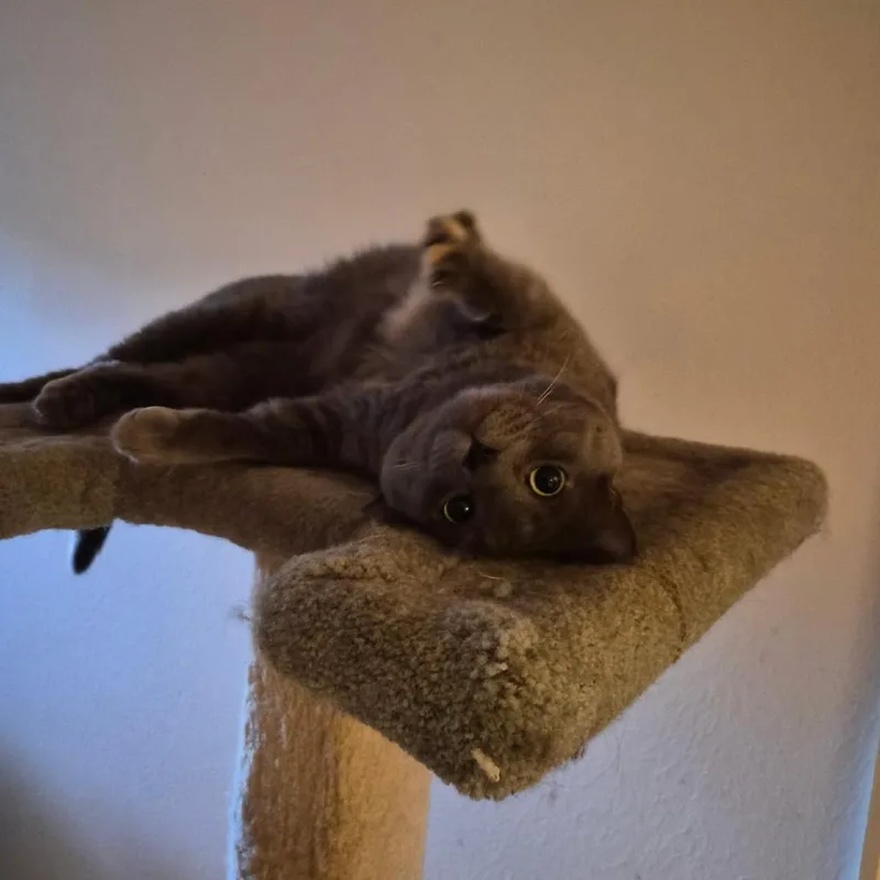 An adult large-sized male Gray / Blue / Silver Domestic Short Hair cat named Dino for adoption in Lakewood, CO