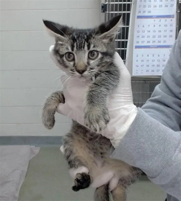 A baby medium-sized female Domestic Short Hair cat named Baela for adoption in Salinas, CA