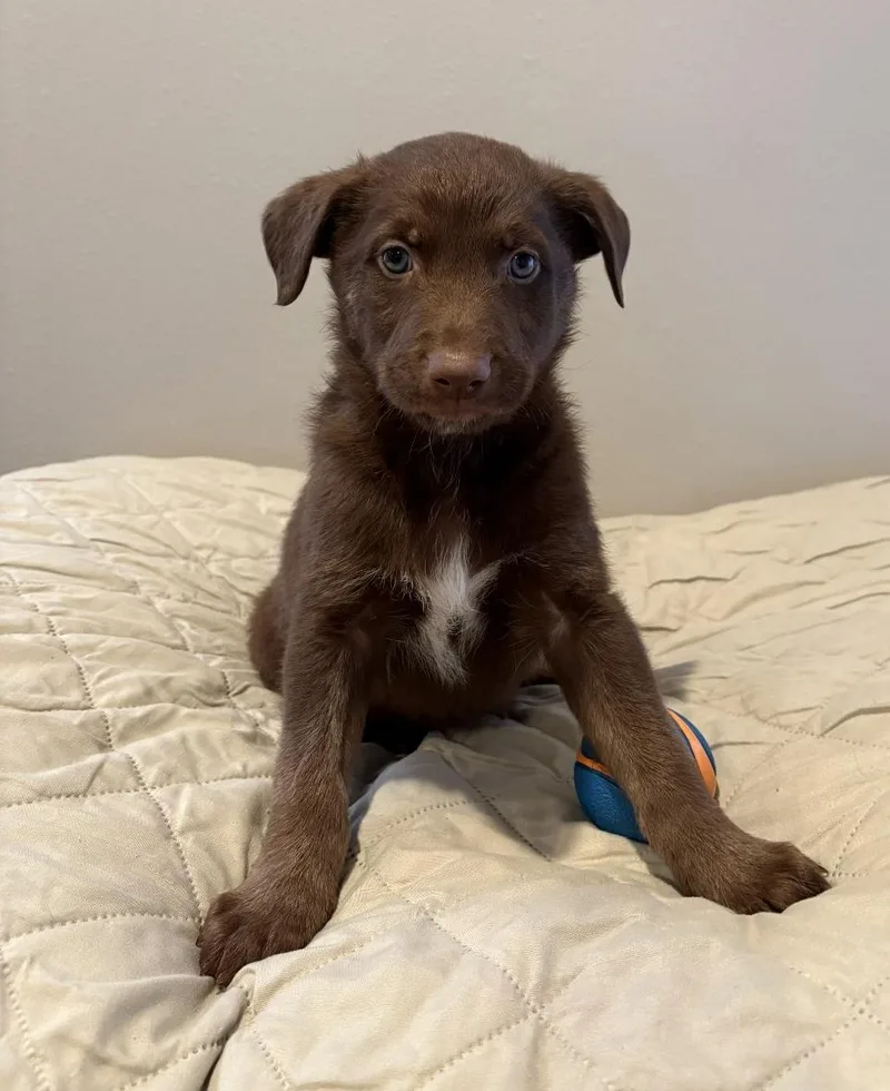 Shamrock thumbnail 2