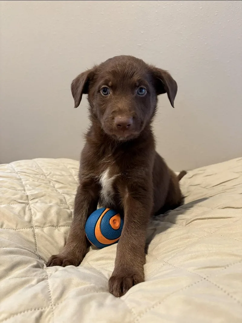 Shamrock thumbnail 3