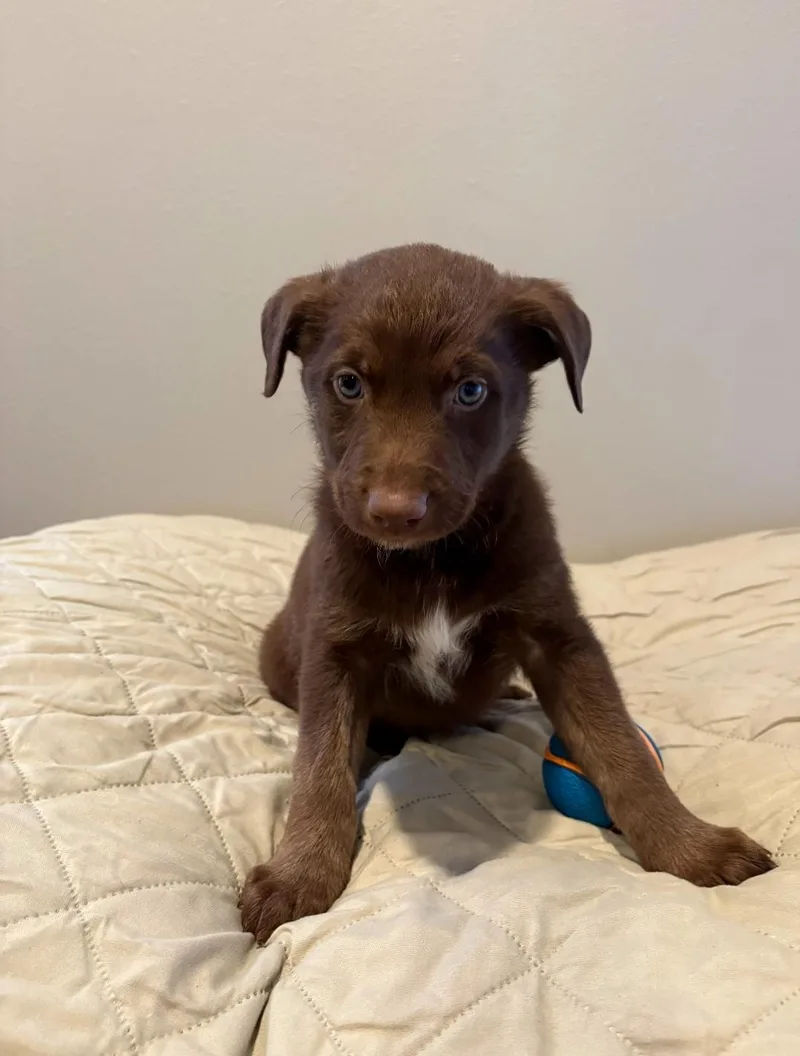 Shamrock thumbnail 4