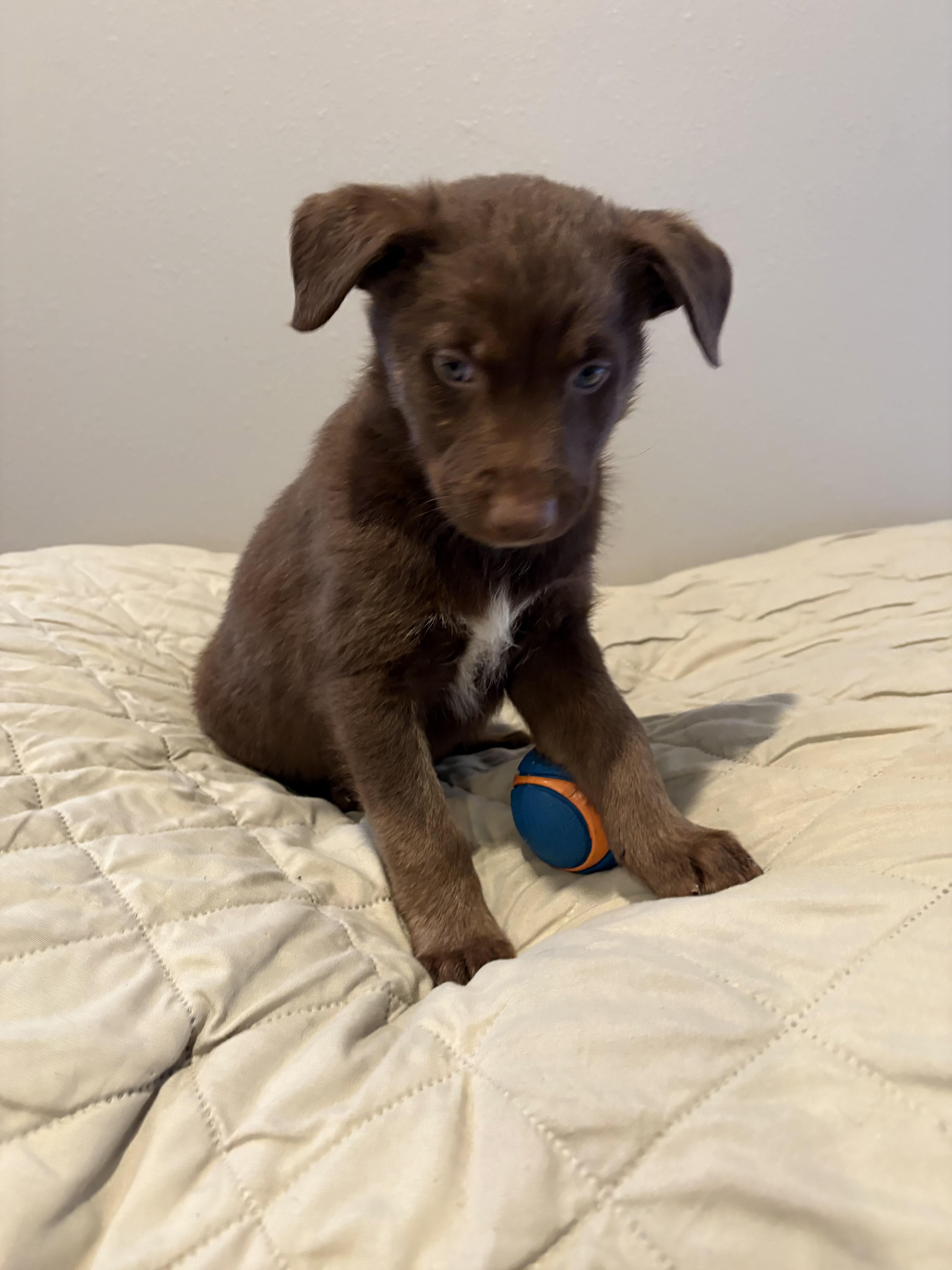 Shamrock thumbnail 5