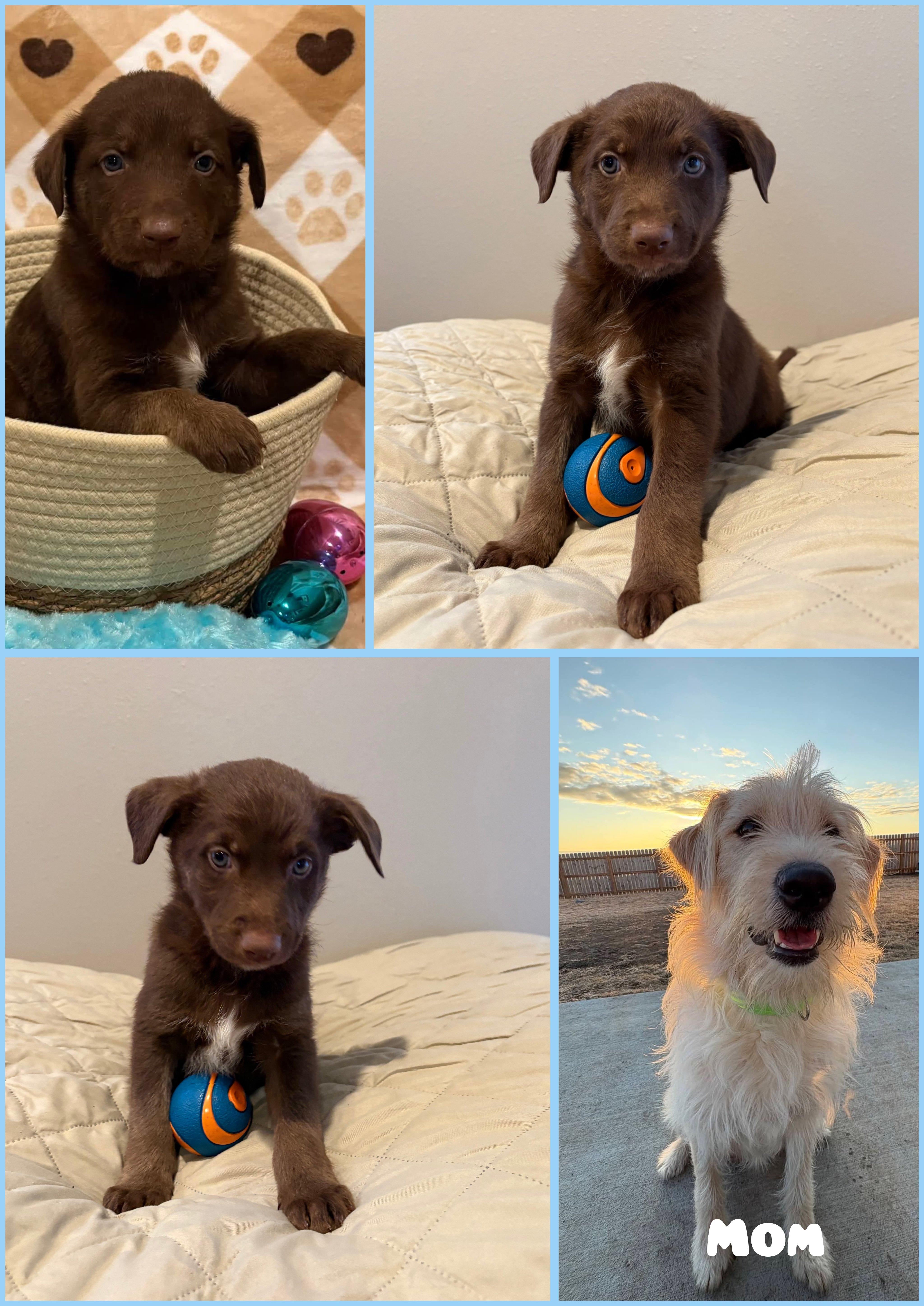 Shamrock thumbnail 6