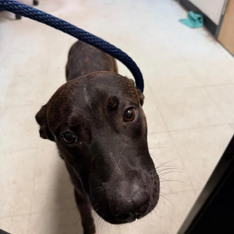 A young medium-sized male Brindle Pit Bull Terrier dog named Byson for adoption in Philadelphia, PA
