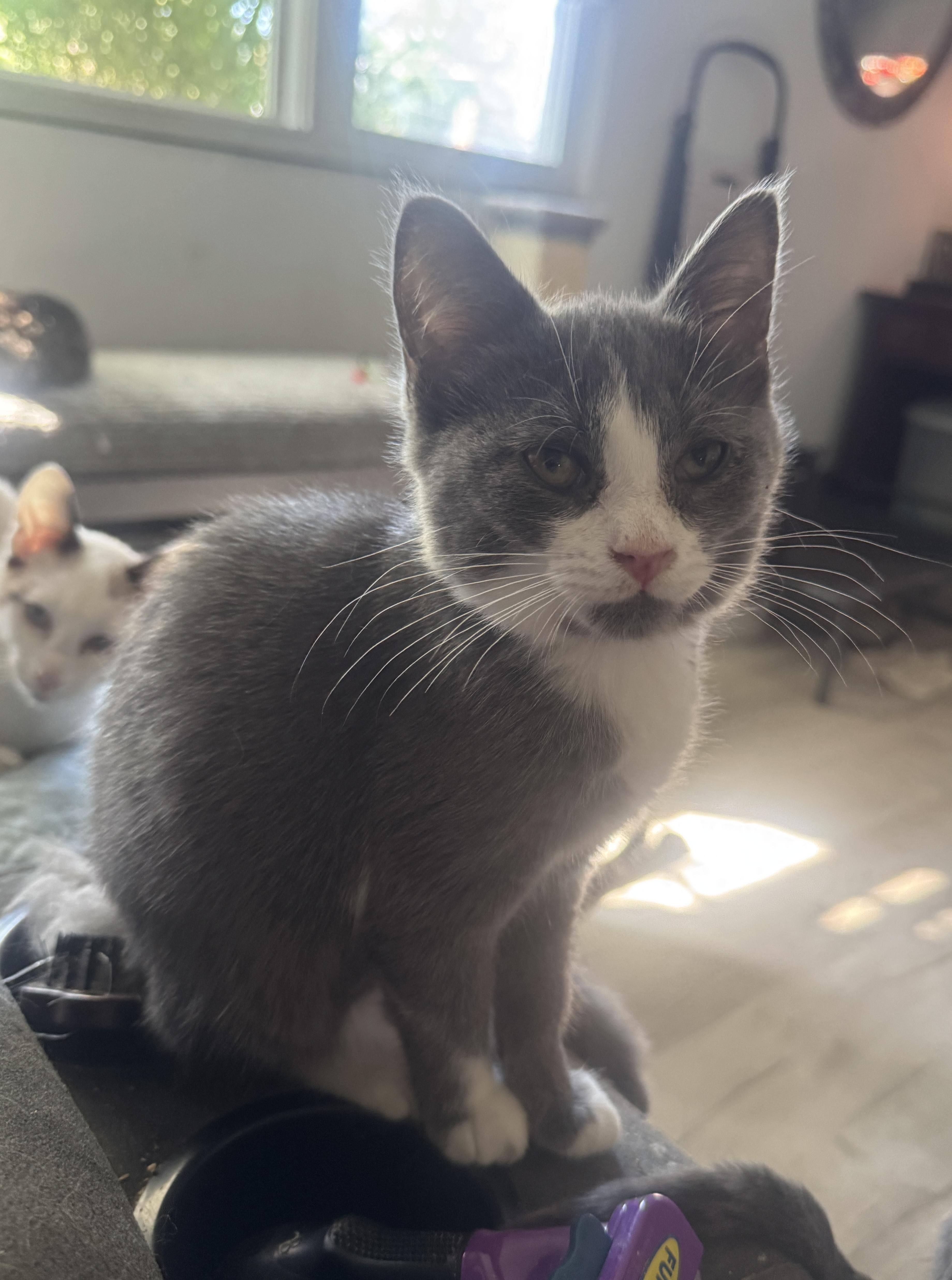 A baby medium-sized female Gray & White American Shorthair cat named Claudia for adoption in Massillon, OH