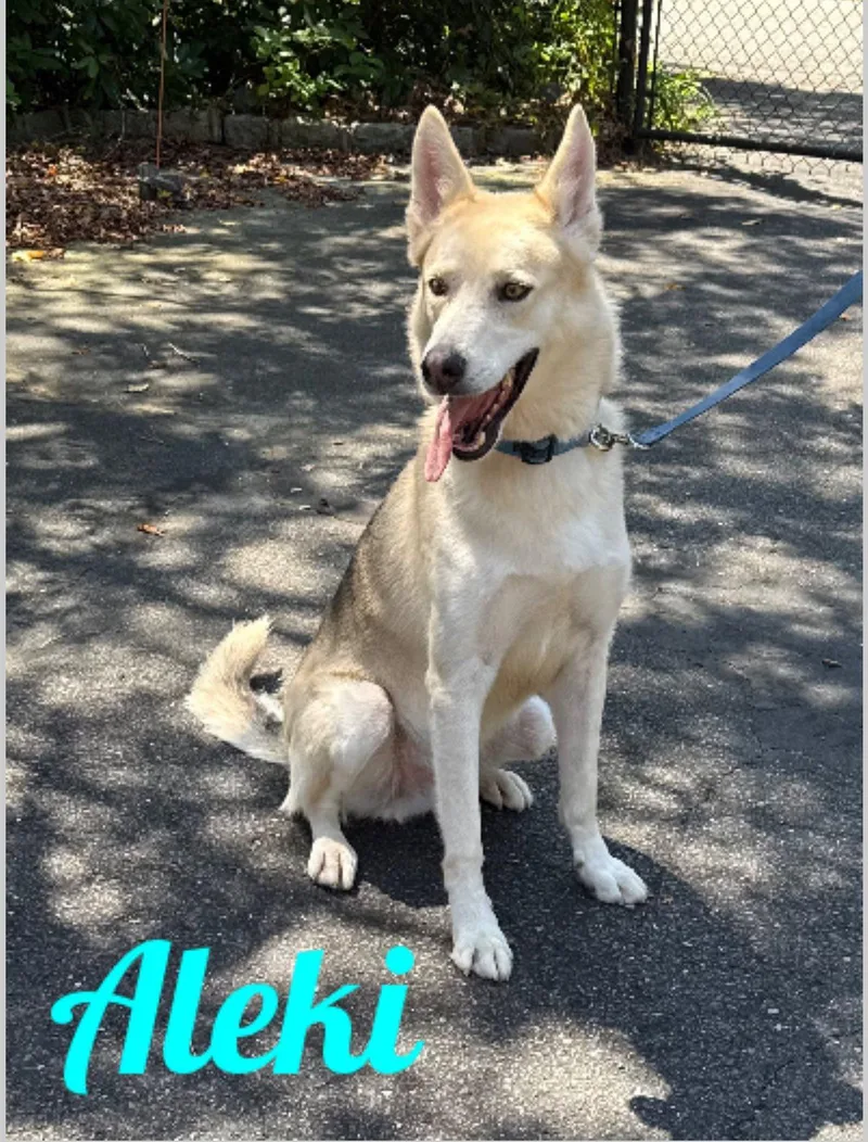 An adult medium-sized male Bicolor Husky dog named Aleki for adoption in Old Westbury, NY