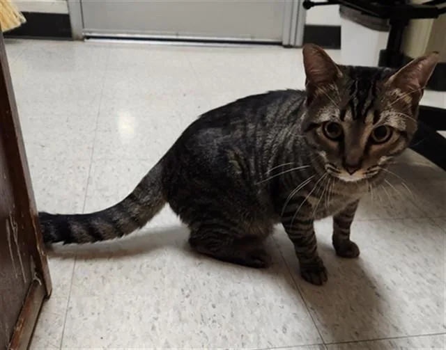 An adult medium-sized male Domestic Short Hair cat named Tiger A for adoption in Plano, TX