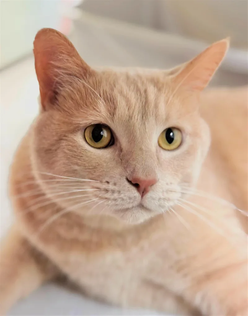 An adult medium-sized male Domestic Short Hair cat named Sushi for adoption in Iowa City, IA