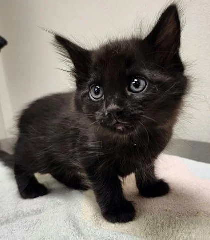 A baby small-sized female Domestic Medium Hair cat named Miley for adoption in Eugene, OR