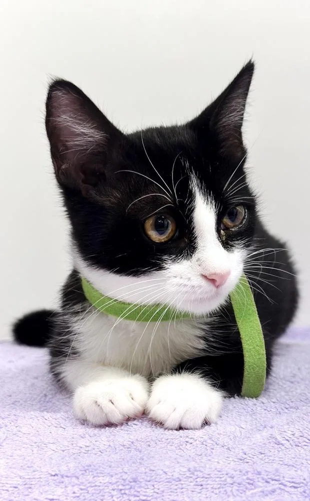 A baby small-sized female Domestic Short Hair cat named Regina for adoption in Deland, FL
