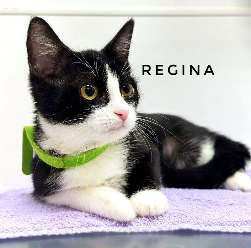 Regina thumbnail 4