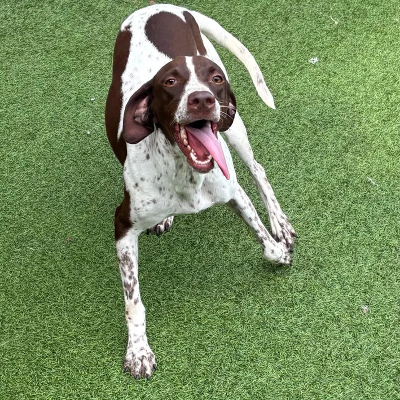 Penny