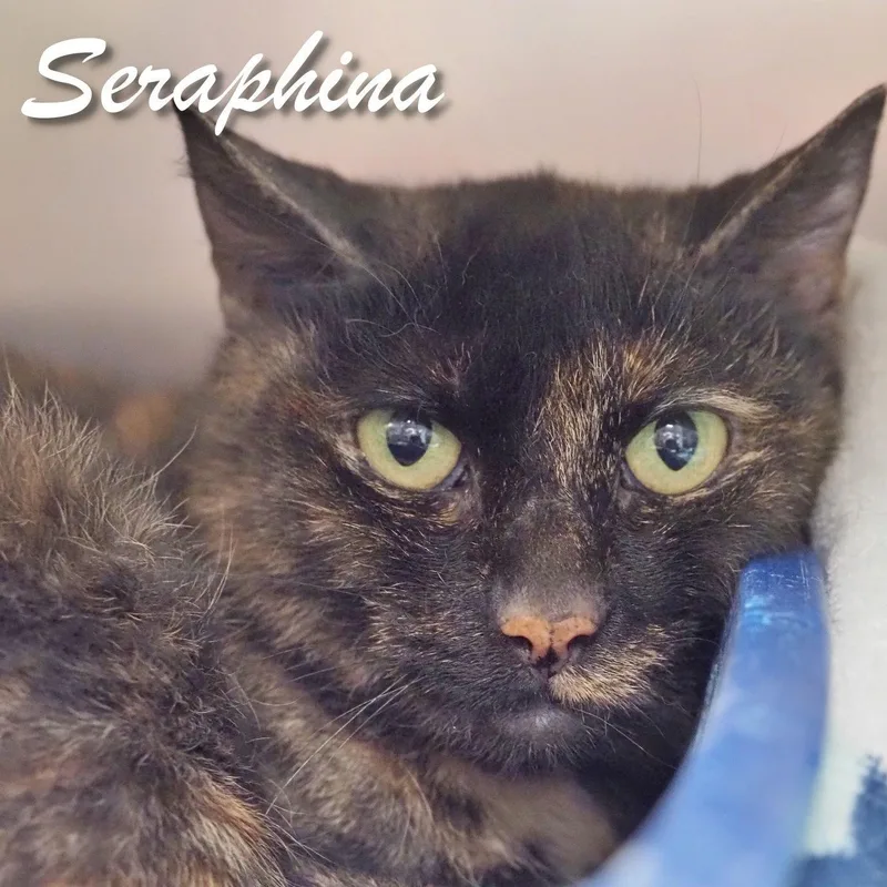 Seraphina thumbnail 2