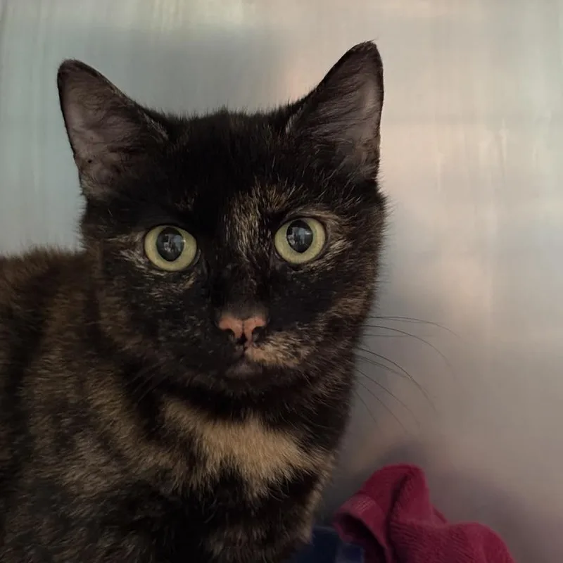 Seraphina thumbnail 3