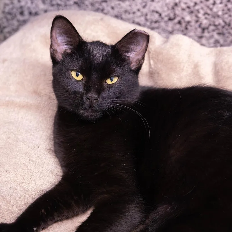 Norman Bates thumbnail 2