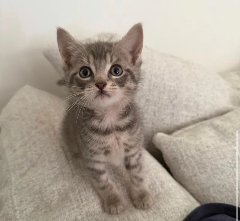 A baby medium-sized male Domestic Short Hair cat named Toebeans for adoption in Pomona, NY