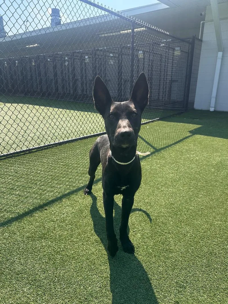 An adult medium-sized male Shepherd dog named Augie for adoption in Houston, TX