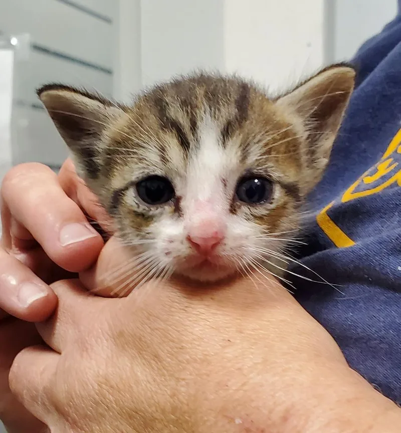 A baby medium-sized male Domestic Short Hair cat named Roddy for adoption in Denham Springs, LA