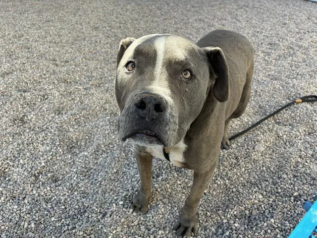 An adult large-sized female Pit Bull Terrier dog named Luna for adoption in Mesa, AZ