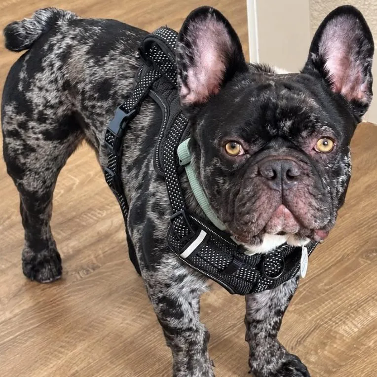A young medium-sized male Black French Bulldog dog named Benito for adoption in Mead, CO