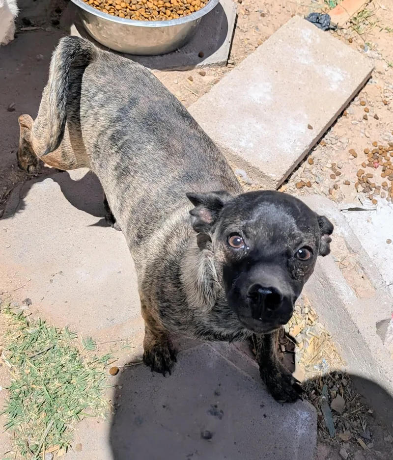 An adult small-sized male Chihuahua dog named Twig for adoption in Saint David, AZ