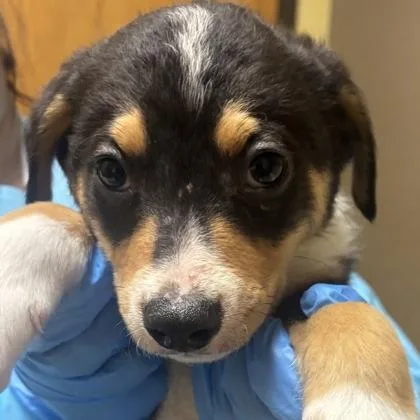 A baby small-sized male Border Collie dog named Pilot for adoption in Merriam, KS
