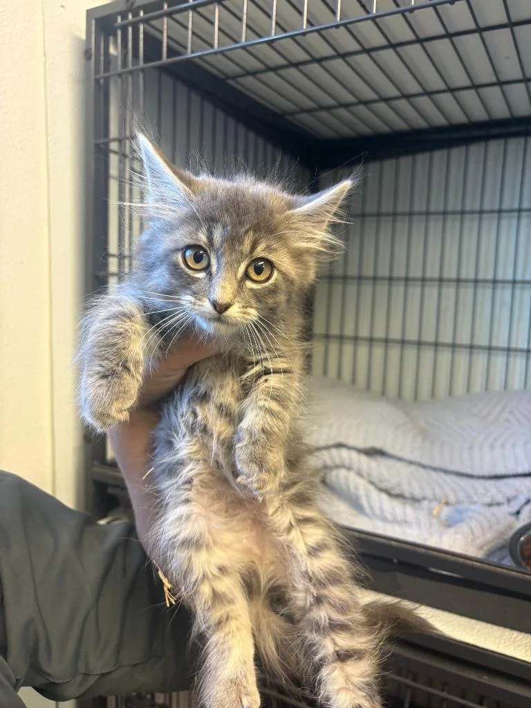 A baby medium-sized male Domestic Medium Hair cat named Jason for adoption in Rock Springs, WY