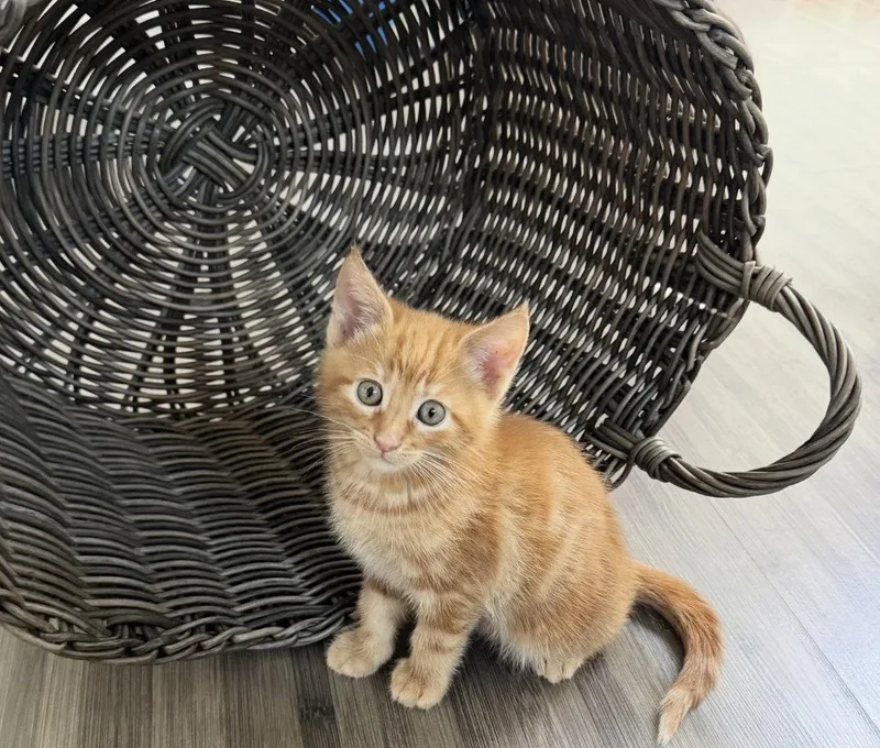 A baby medium-sized male Tabby cat named Juice for adoption in Alameda, CA