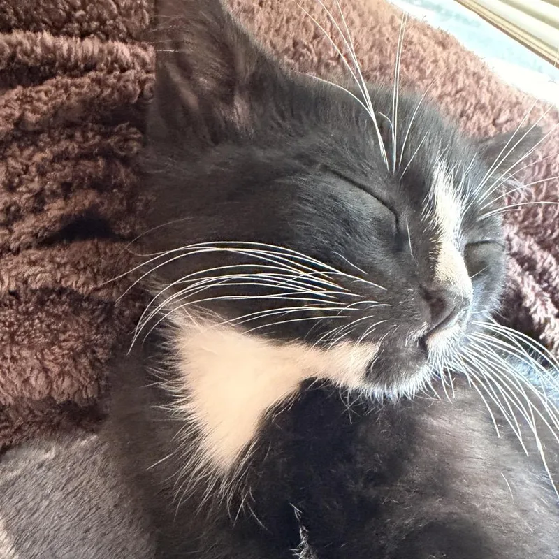 A baby small-sized male Black Domestic Short Hair cat named Tuxido Chin Thief for adoption in Spokane, WA