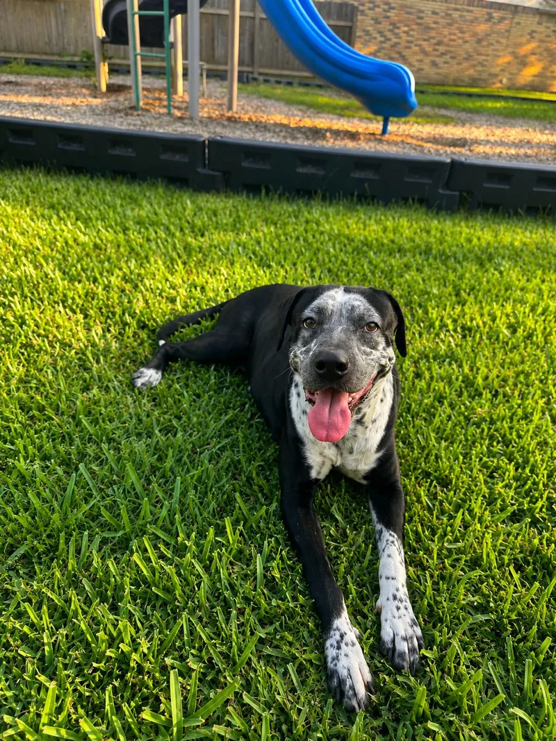Baloo