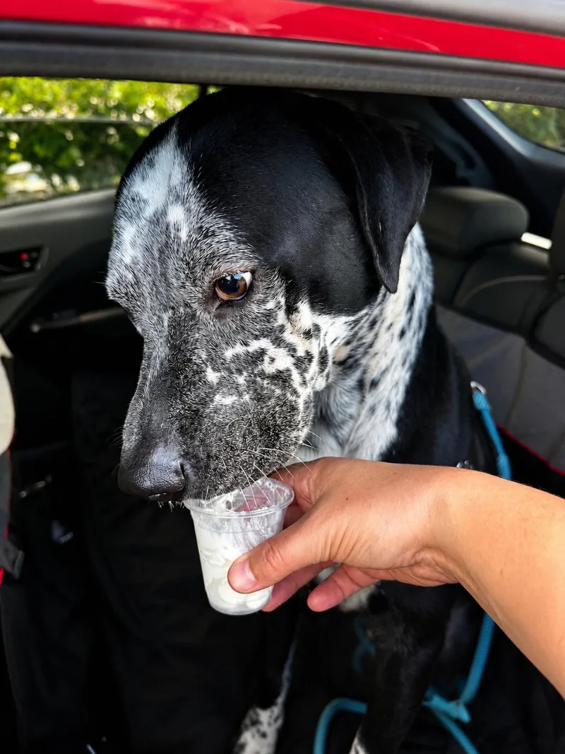 Baloo thumbnail 3