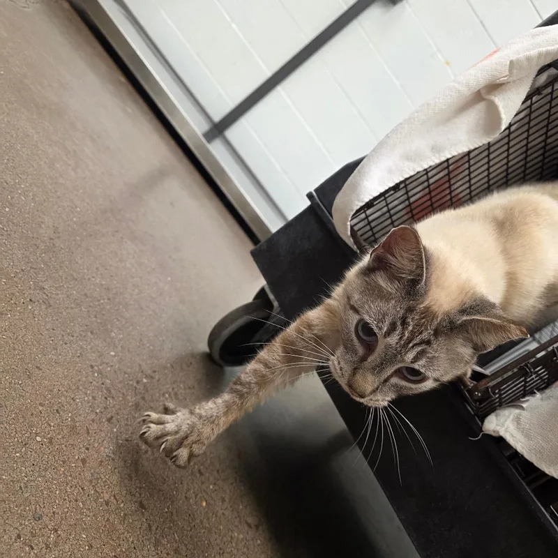 An adult medium-sized female Seal Point Domestic Short Hair cat named Hilo for adoption in Chattanooga, TN