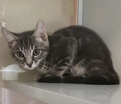 A young small-sized male Domestic Short Hair cat named Everest for adoption in Phoenix, AZ