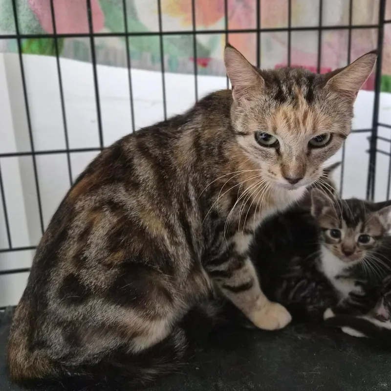 An adult medium-sized female Torbie Domestic Short Hair cat named Turkey for adoption in Wahiawa, HI