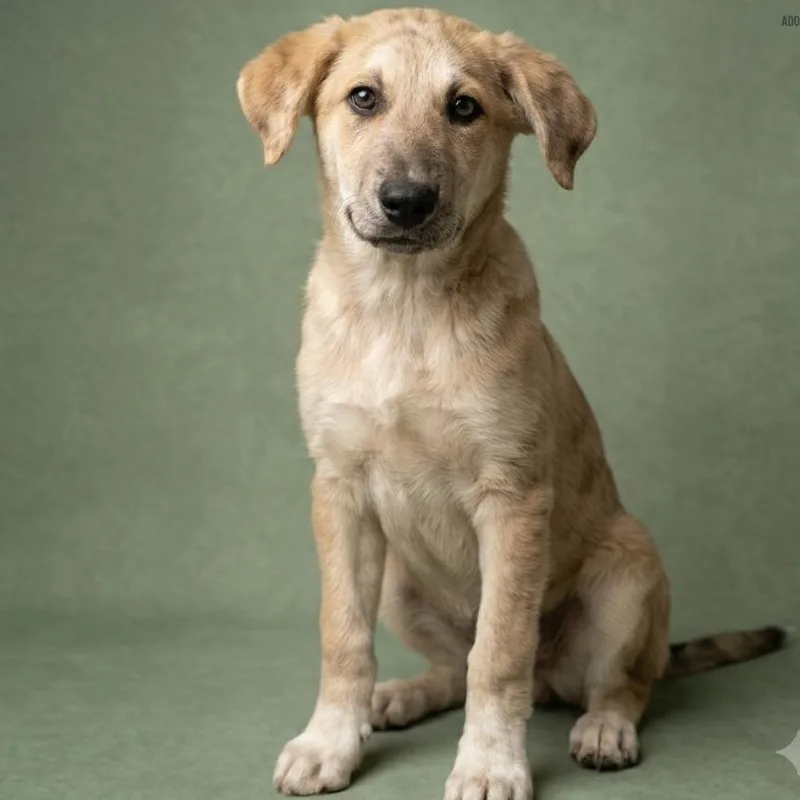 A baby large-sized male Yellow / Tan / Blond / Fawn Great Pyrenees dog named Wolfie for adoption in Tishomingo, OK