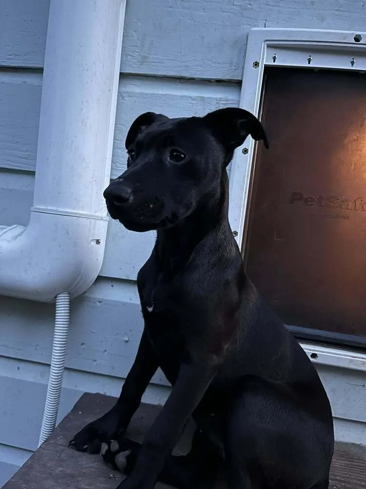 A baby medium-sized female Terrier dog named Remy for adoption in Candler, NC
