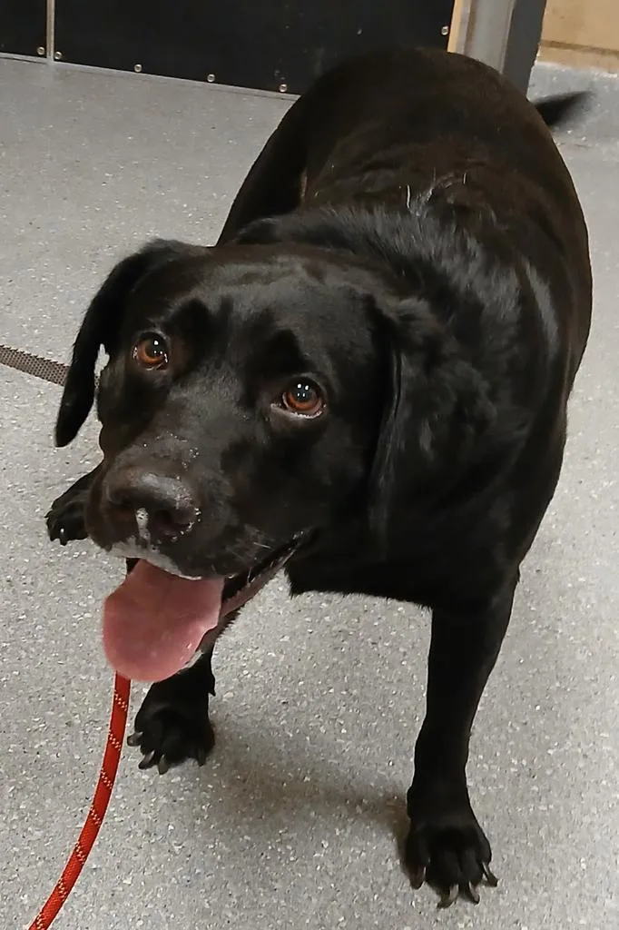 An adult large-sized male Labrador Retriever dog named Bear for adoption in Greenfield, IN