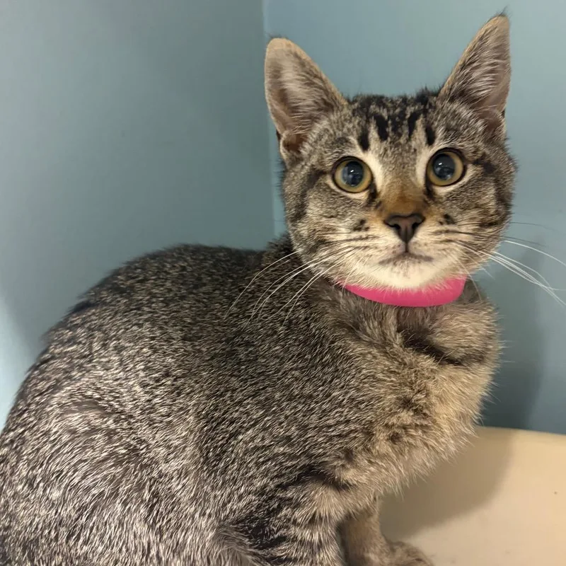 A baby small-sized female Brown / Chocolate Domestic Short Hair cat named Custard for adoption in Chattanooga, TN