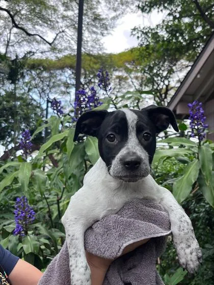 A baby medium-sized female Terrier dog named Mahealani for adoption in Honolulu, HI